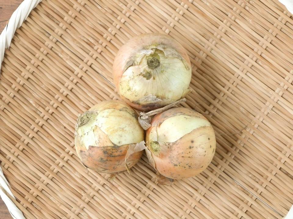 加熱でとろける甘さ＜ふたばたけの玉ねぎ＞農薬・化学肥料不使用