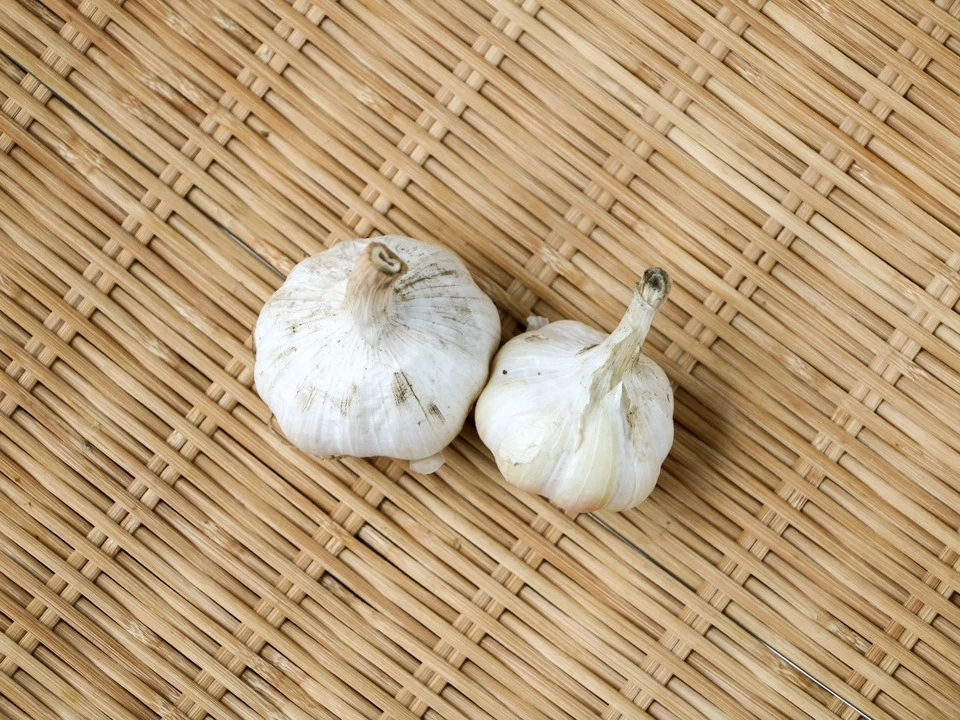 農薬・化学肥料不使用<にんにく>緑肥や米糠で土から育てたおいしさ