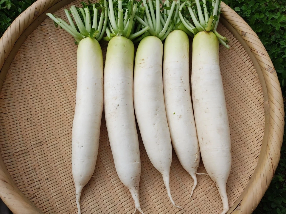 <ふたばたけの宮重大根>みずみずしく甘い固定種|農薬・化学肥料不使用