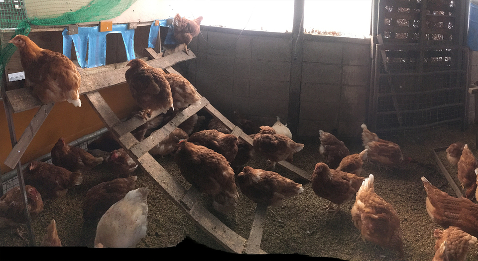 平飼いたまご（有精卵） ふたつき農園 (長野県産) 有精卵通販 - たべる
