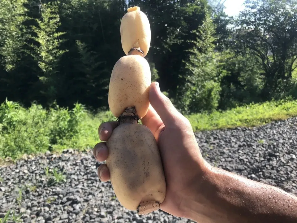 【自然栽培】甘くてシャキシャキ!ご馳走畑のご馳走れんこん 珍しい静岡県産(ご家庭用・1kg)