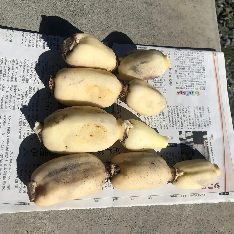 【自然栽培】甘くてシャキシャキ!ご馳走畑のご馳走れんこん 珍しい静岡県産(ご家庭用・1kg)