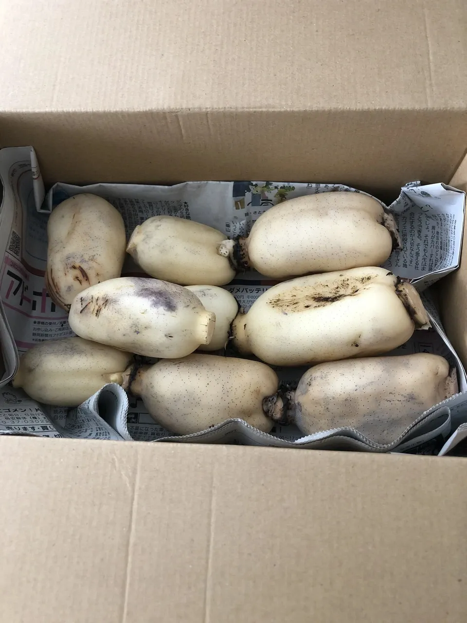 【自然栽培】甘くてシャキシャキ!ご馳走畑のご馳走れんこん 珍しい静岡県産(ご家庭用・1kg)