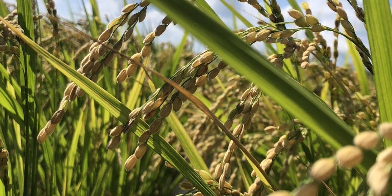 令和7年産】自然栽培「ササシグレ」 はざかけ天日干し 玄米 （静岡県産