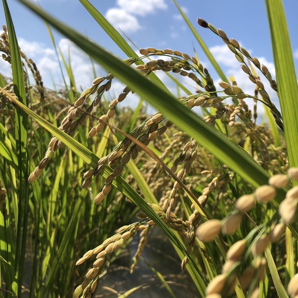 令和6年　ササシグレ20kg（5kg×4）玄米　自然栽培米 令和6年ササシグレ20kg（5kg×4）玄米自然栽培米