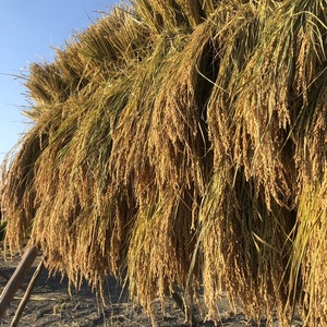 令和7年産】自然栽培「ササシグレ」 はざかけ天日干し 玄米 （静岡県産