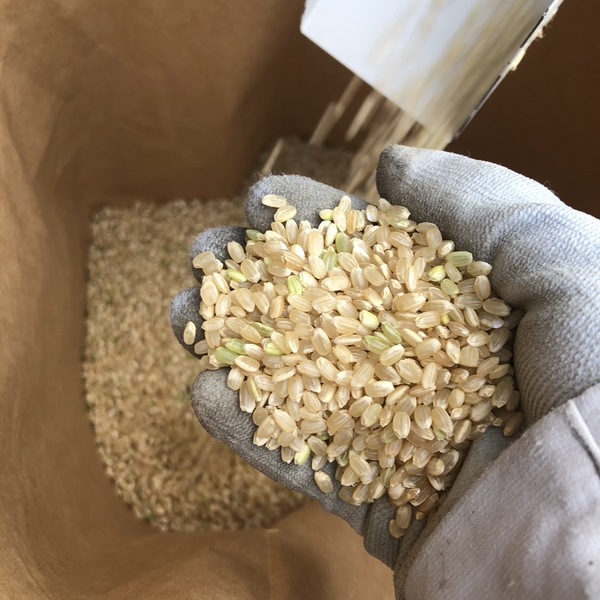 令和8年産】自然栽培「ササシグレ」 はざかけ天日干し 玄米 （静岡県産