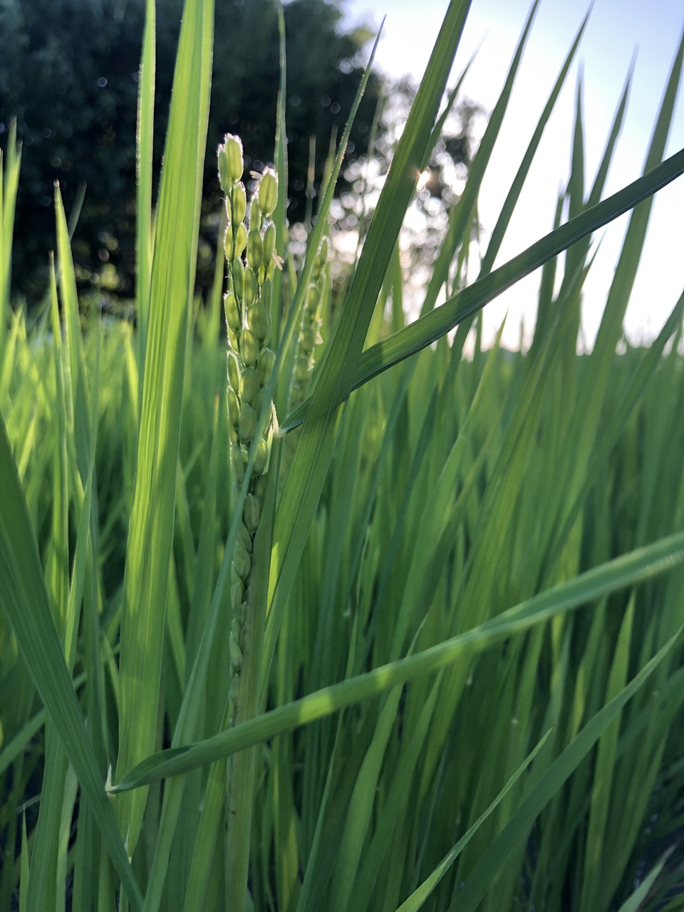 【令和7年産】自然栽培「ササシグレ」 はざかけ天日干し 玄米 (静岡県産)