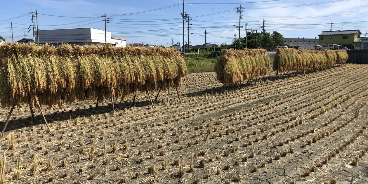 令和7年産】もち米/自然栽培「新大正糯」 はざかけ天日干し 玄米/白米