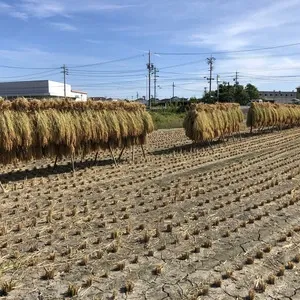 令和7年産】もち米/自然栽培「新大正糯」 はざかけ天日干し 玄米/白米
