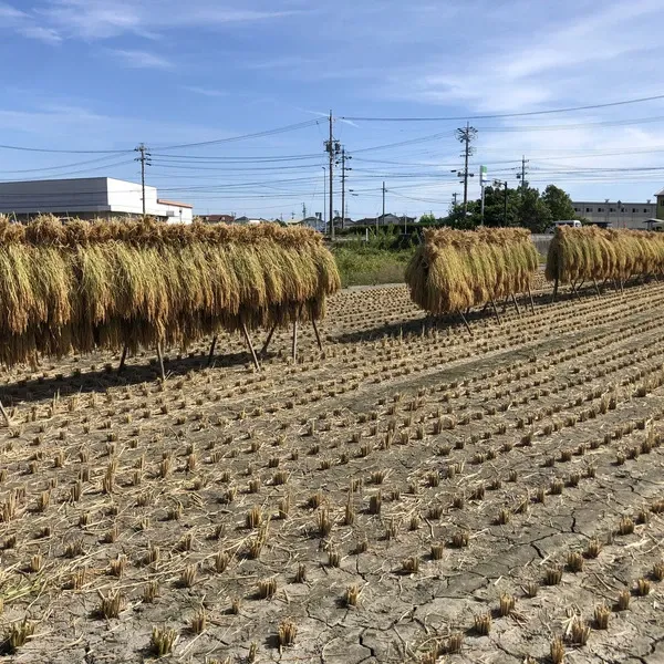 自然栽培米　天日乾燥　チヨニシキ　玄米約20kg 自然栽培米 天日乾燥 チヨニシキ 玄米約20kg 【公式通販】