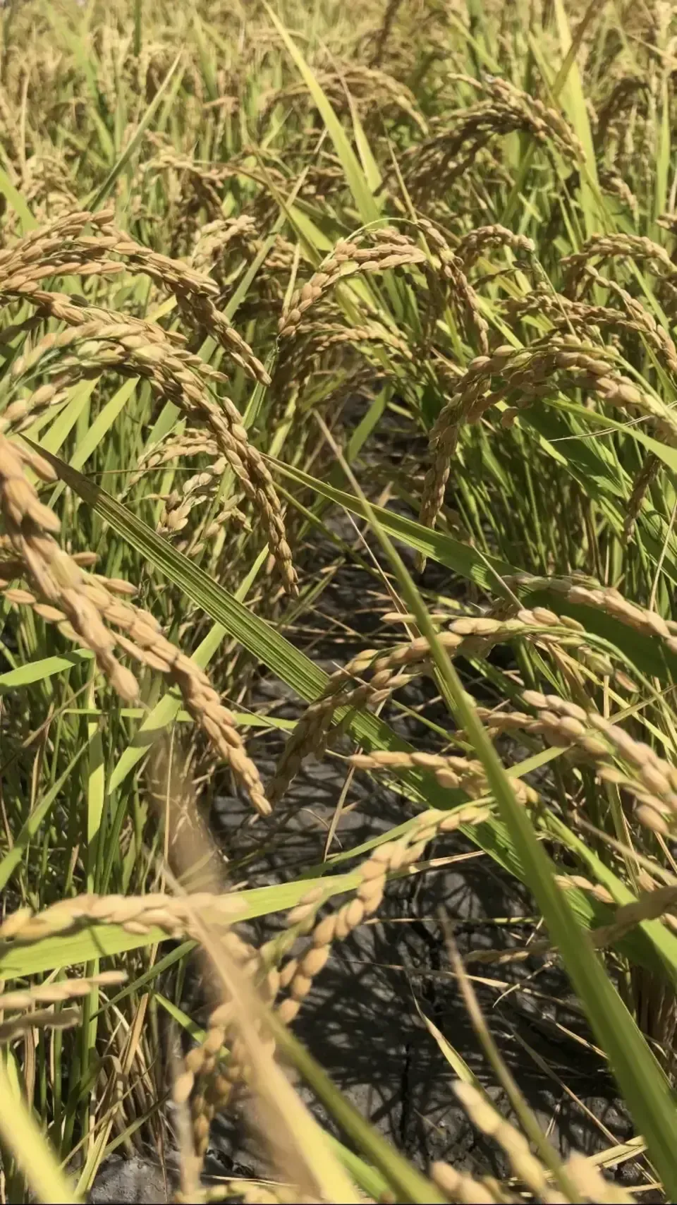 自然栽培米　天日乾燥　チヨニシキ　玄米約20kg 自然栽培米 天日乾燥 チヨニシキ 玄米約20kg 【公式通販】