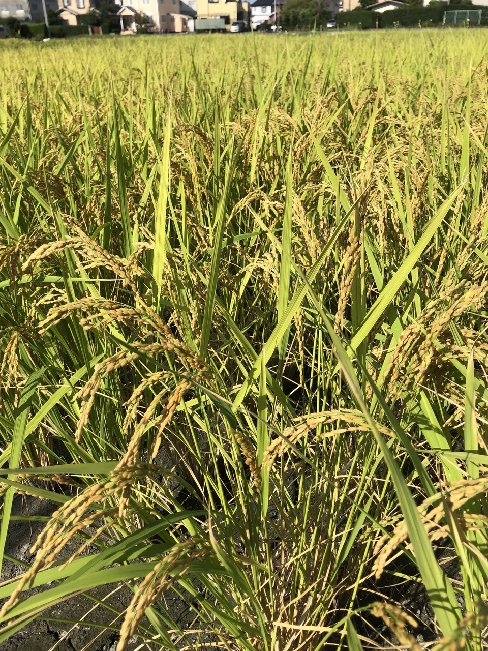 -いつものご飯に、ちょっと冒険を- 【令和7年産】 自然栽培「プリンセスサリー」 はざかけ天日干し 玄米/白米 (静岡県産)