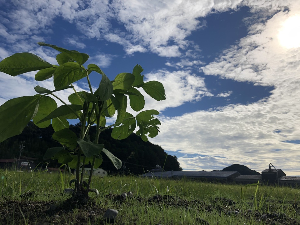 【令和7年産】自然栽培「丹波種黒大豆」(静岡県産)