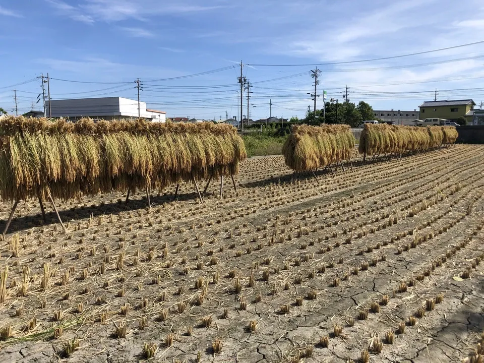 <多彩な料理に使用可能>令和7年産 新大正もち 自然栽培 もち粉(静岡県産)1kg