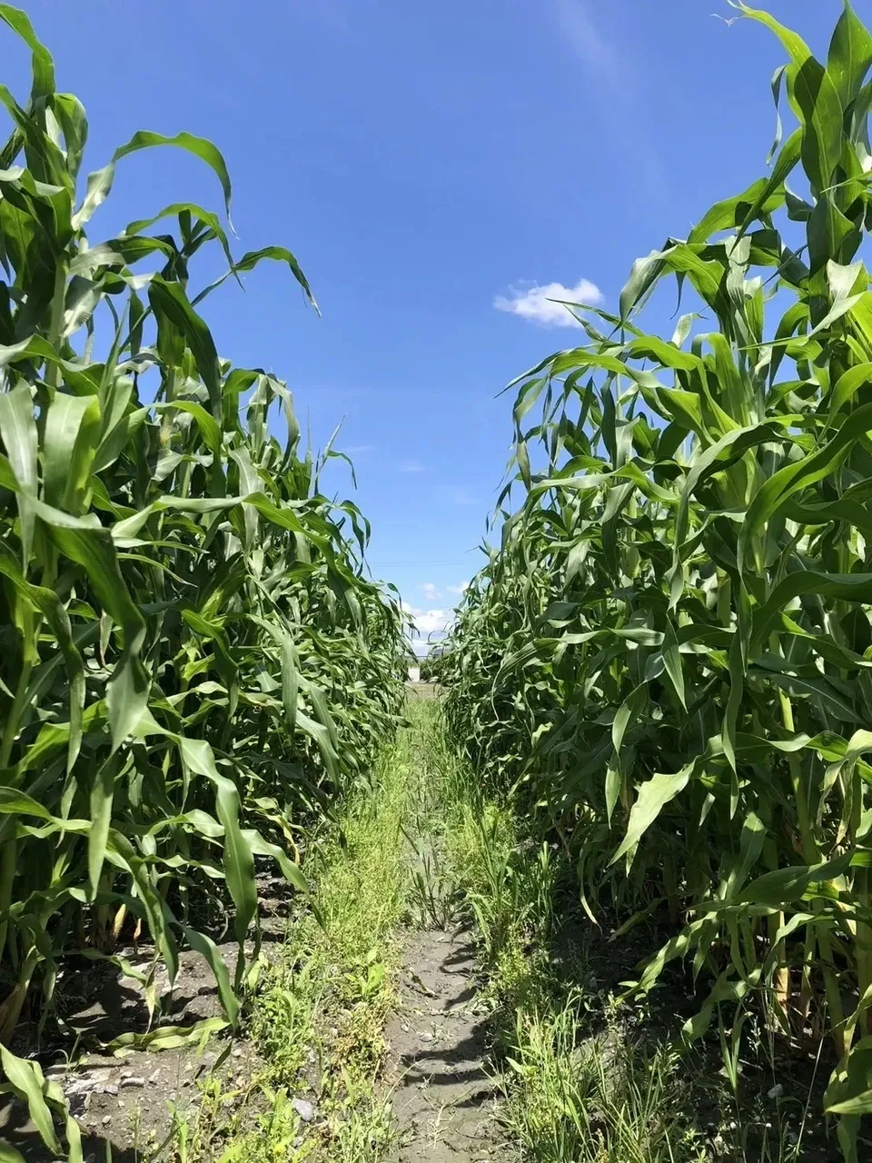 【ご予約受付中】新鮮！採れたその日に即発送！甘くてジューシー皮付きヤングコーン（農薬・化学肥料不使用）