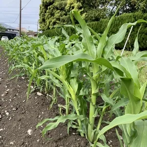 ご予約受付中】新鮮！採れたその日に即発送！甘くてジューシー皮付き