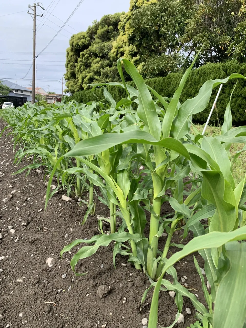 【ご予約受付中】新鮮！採れたその日に即発送！甘くてジューシー皮付きヤングコーン（農薬・化学肥料不使用）