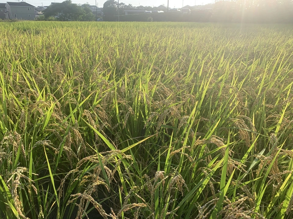 【令和8年産】静岡県産「ササシグレ」 玄米（栽培期間中農薬不使用・無施肥）