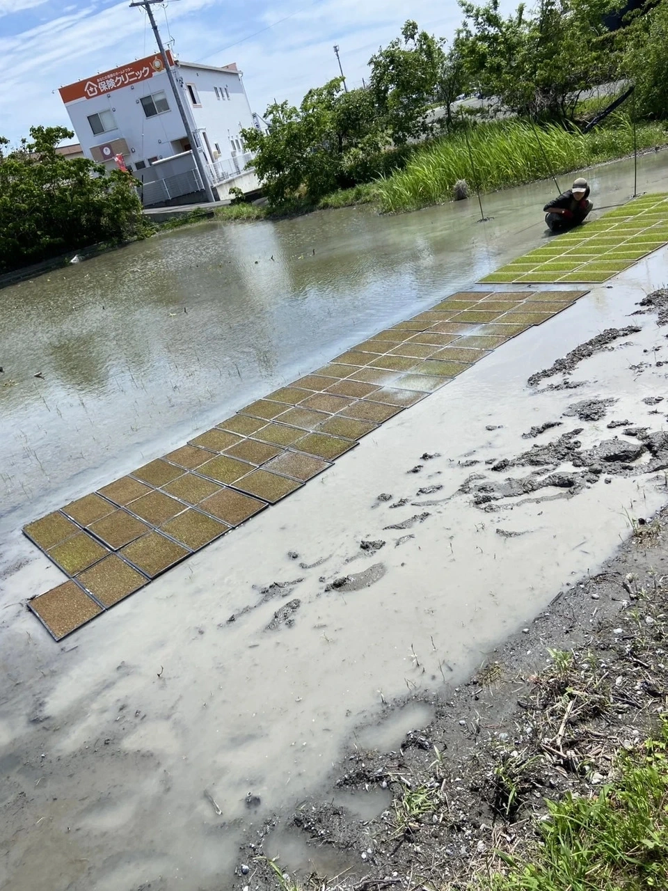 【令和8年産】静岡県産「ササシグレ」 玄米（栽培期間中農薬不使用・無施肥）