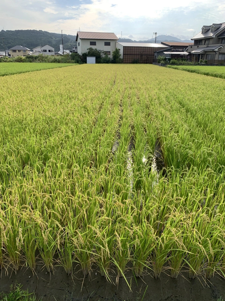 令和8年産】自然栽培「ササシグレ」 はざかけ天日干し 玄米 （静岡県産