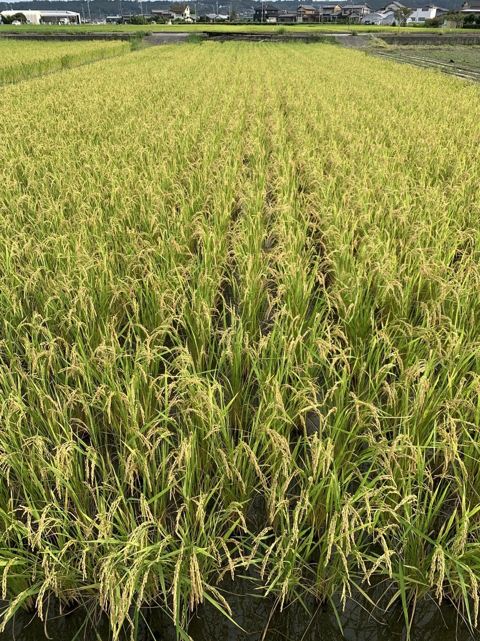 【令和8年産】自然栽培「ササシグレ」 玄米　（静岡県産）