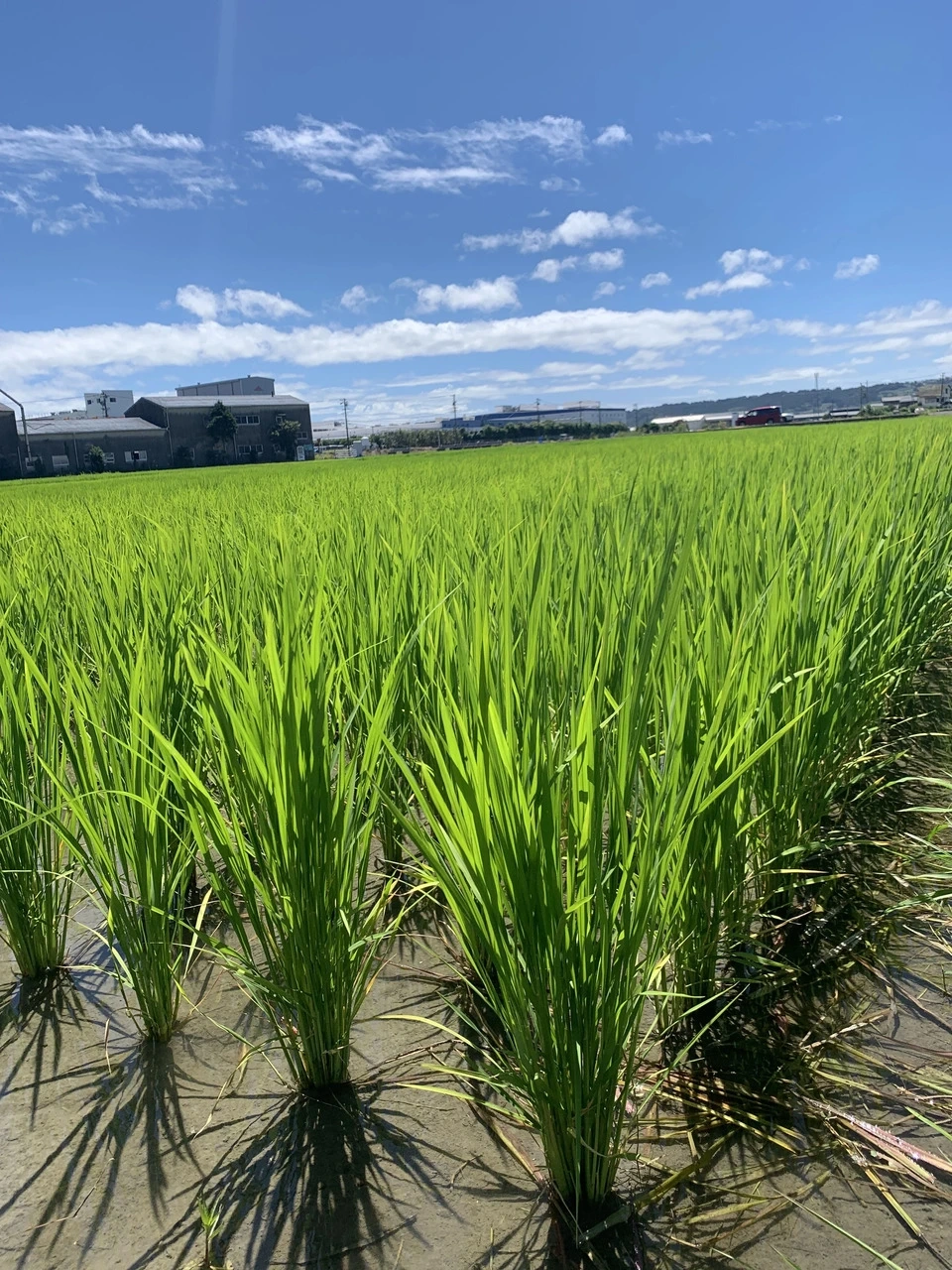 【令和8年産】自然栽培「ササシグレ」 玄米　（静岡県産）