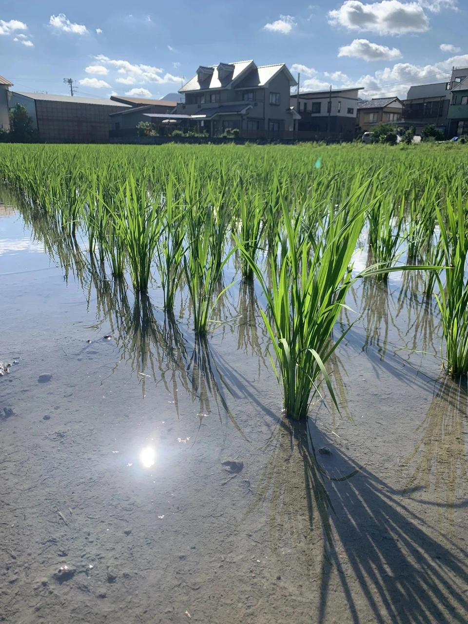 【令和8年産】自然栽培「ササシグレ」 玄米　（静岡県産）