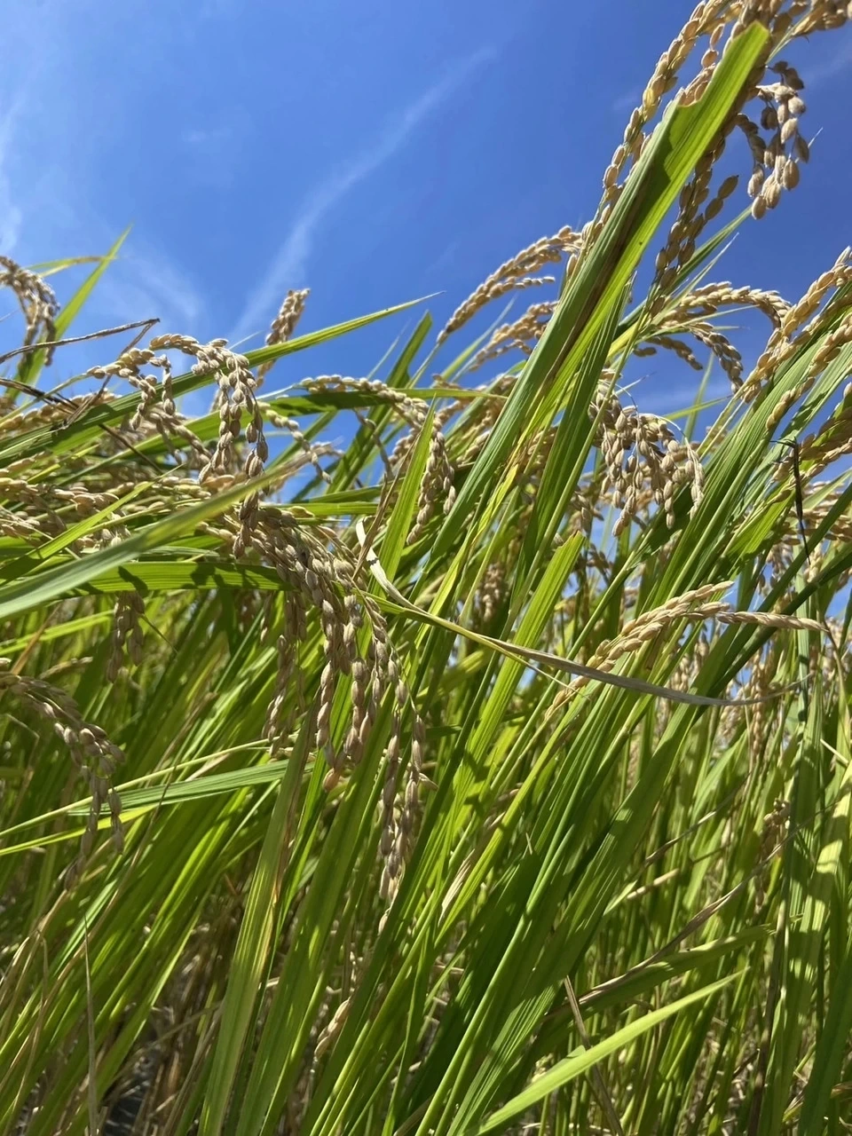 【令和8年産】自然栽培「ササシグレ」 玄米　（静岡県産）