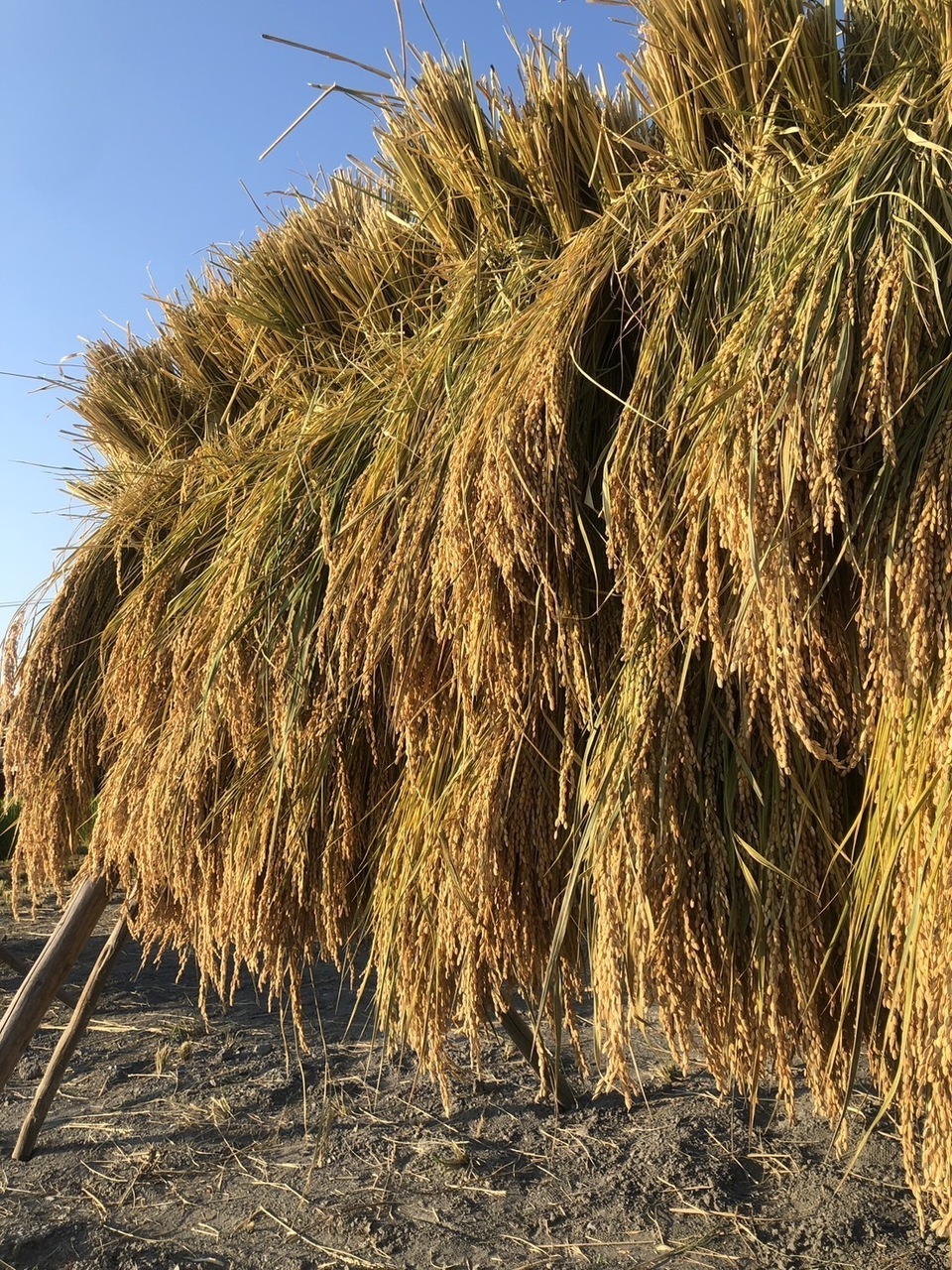 新米】令和7年度産/自然栽培「ササシグレ」 はざかけ天日干し 玄米