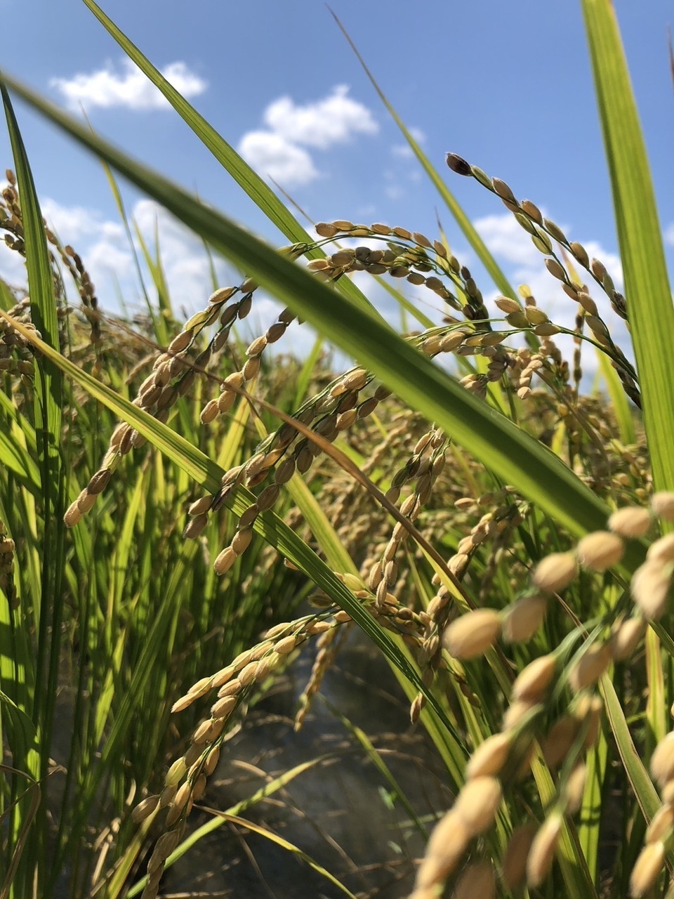 令和7年産】自然栽培「ササシグレ」 はざかけ天日干し 玄米 （静岡県産