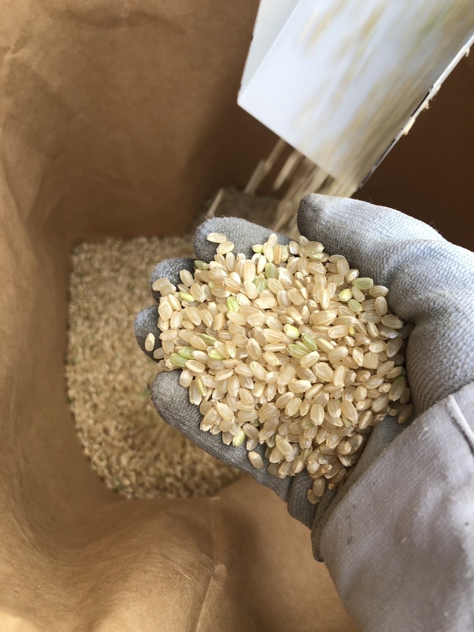 自然栽培米 幻の米ササシグレ 令和６年産 玄米20kg(5kg ×4袋)精米無料 令和6年産】想いを込めた