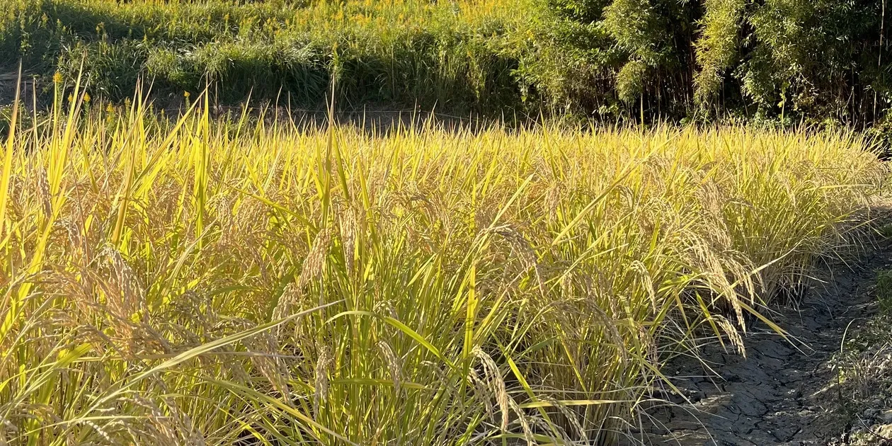 無農薬、無肥料で作る日本最高級玄米「薬寿米」 五膳貪 (千葉県