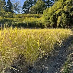 無農薬、無肥料で作る日本最高級玄米「薬寿米」 五膳貪 (千葉県