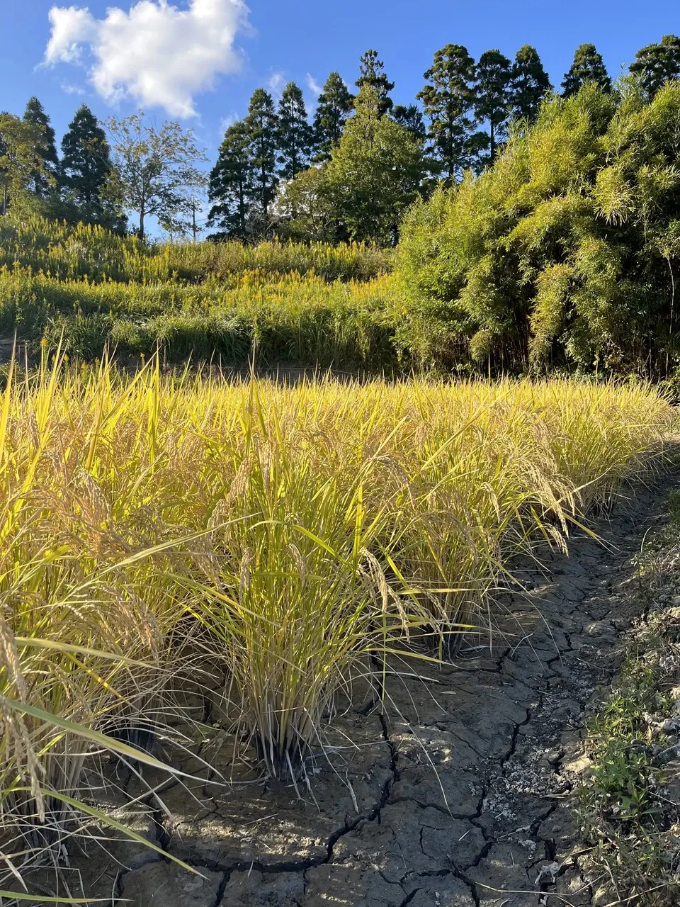 無農薬、無肥料で作る日本最高級玄米「薬寿米」 五膳貪 (千葉県