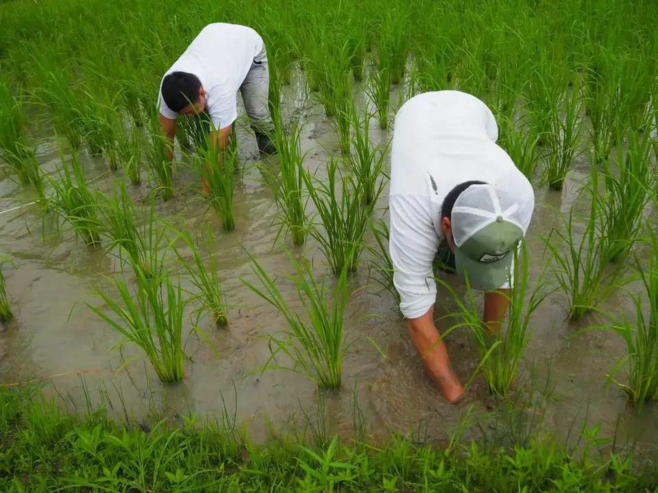 無農薬、無肥料で作る日本最高級玄米「薬寿米」 五膳貪 (千葉県