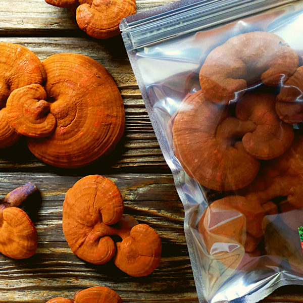 天然 生マンネンタケ 生霊芝 ！800g。 天然 生マンネンタケ 生霊芝 ！800g。 霊芝サプリメント 直井霊芝 2個