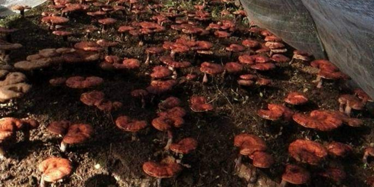 天然マンネンタケ　霊芝　巨大 天然マンネンタケ 霊芝 巨大