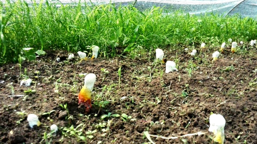 霊芝原型＞大分県産無農薬原木栽培 マンネン茸 ground∞sunmoon (大分