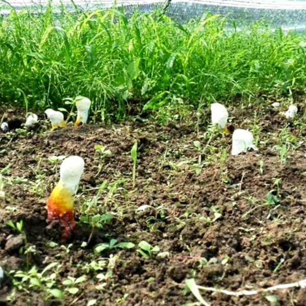 霊芝原型＞大分県産無農薬原木栽培 マンネン茸 ground∞sunmoon (大分