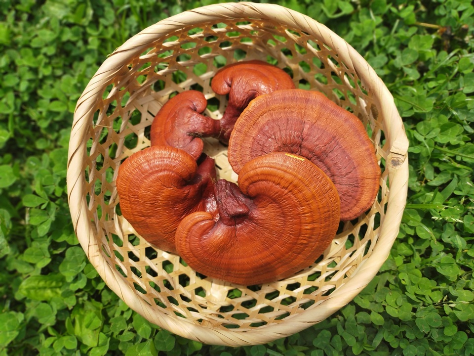 REISHI HERB TEA〉国産無農薬原木栽培霊芝入りハーブティー ground