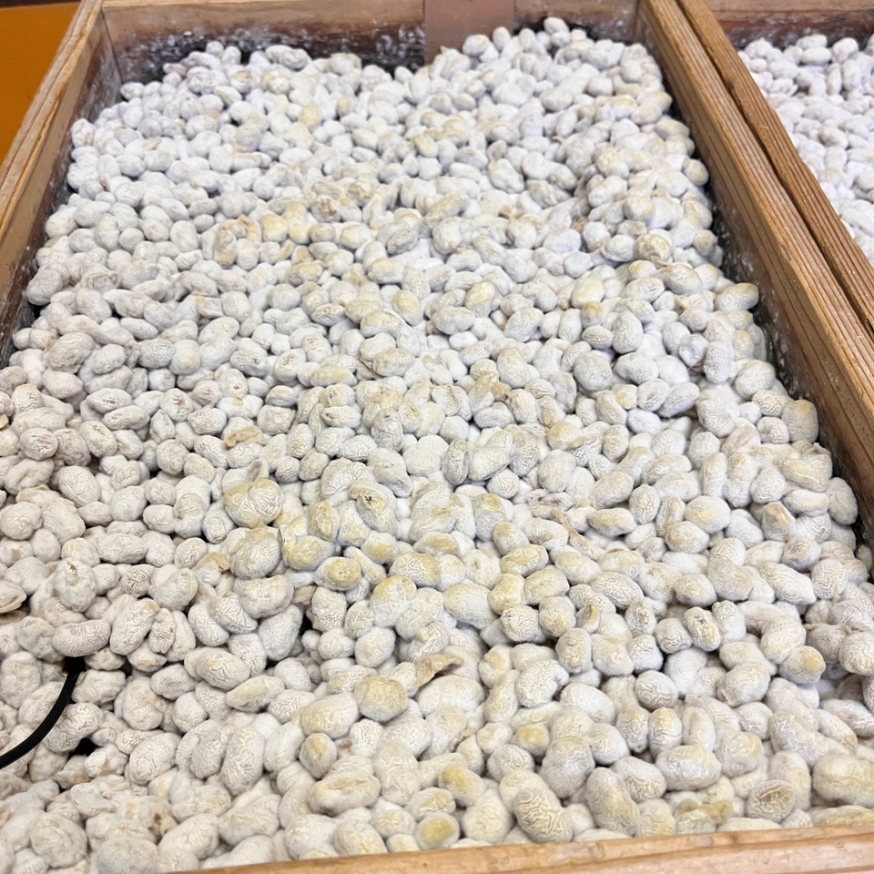 【自然栽培大豆使用】大地の実り 豆麹（まめこうじ） 500g