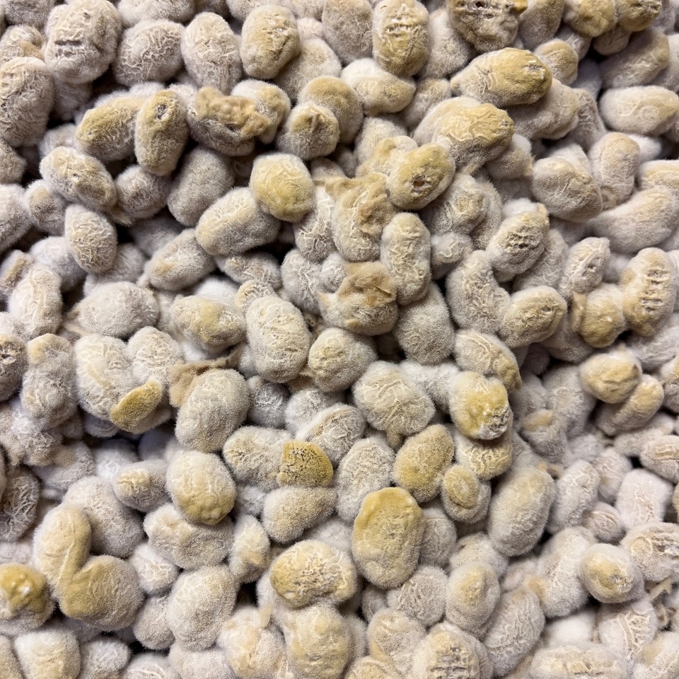 【自然栽培大豆使用】大地の実り 豆麹（まめこうじ） 500g