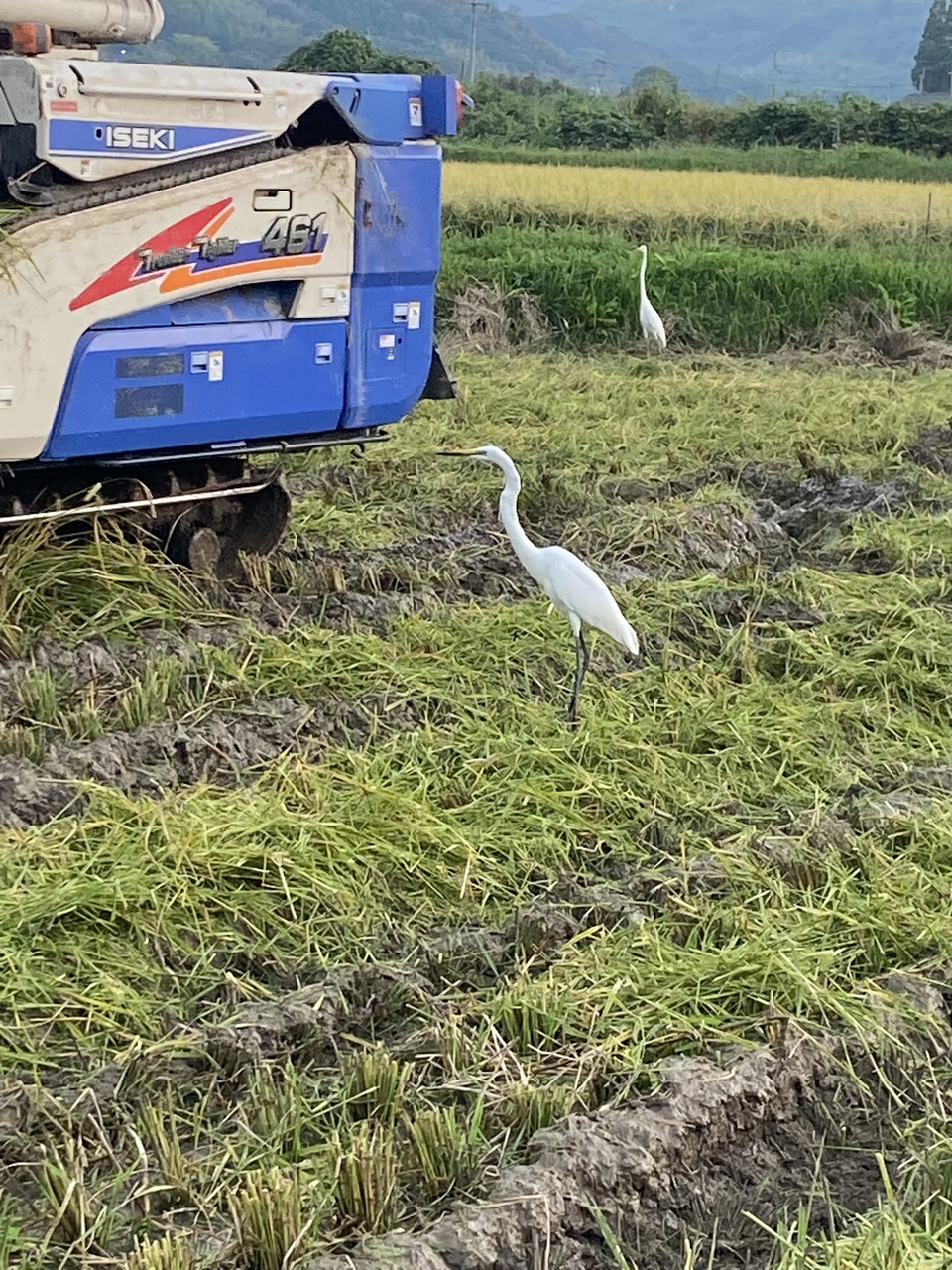 熊本県産自然栽培もち米のみ＜白餅＞モチモチほんのりした甘味