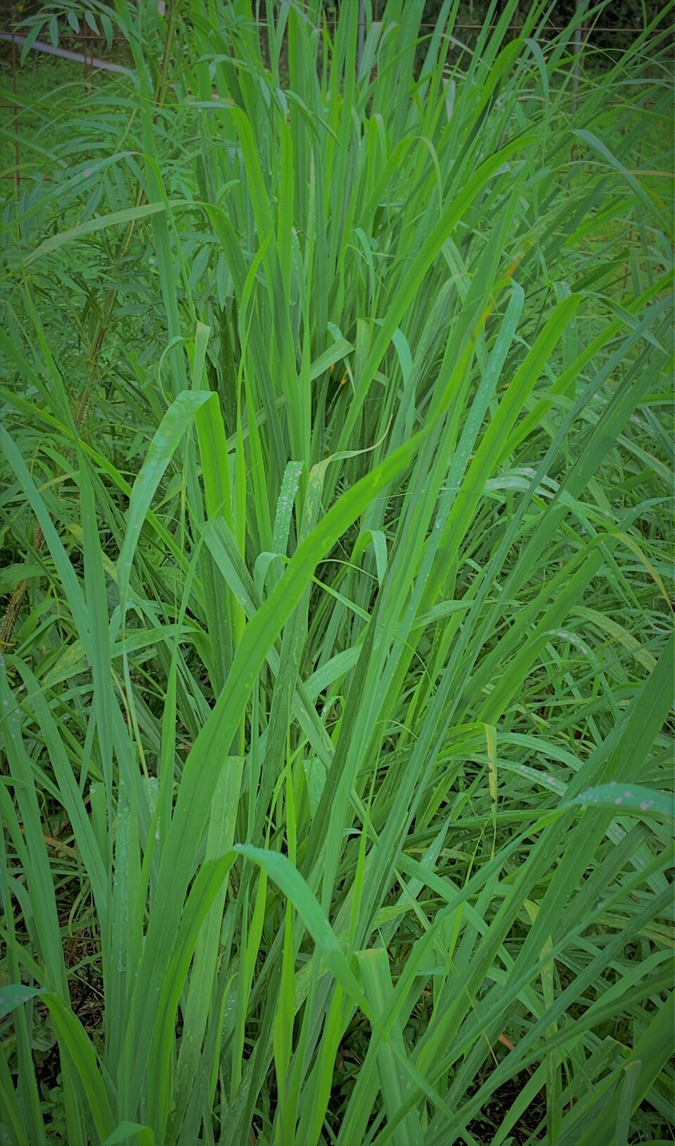 手しごとのお茶　レモングラス茶