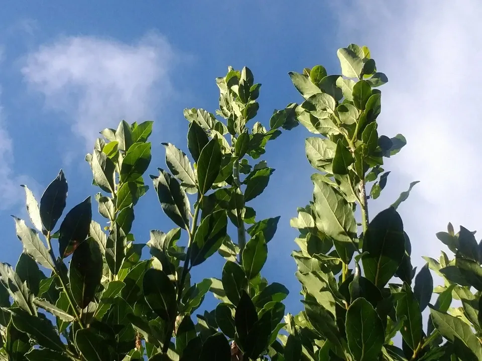 手しごとのお茶　月桂樹茶
