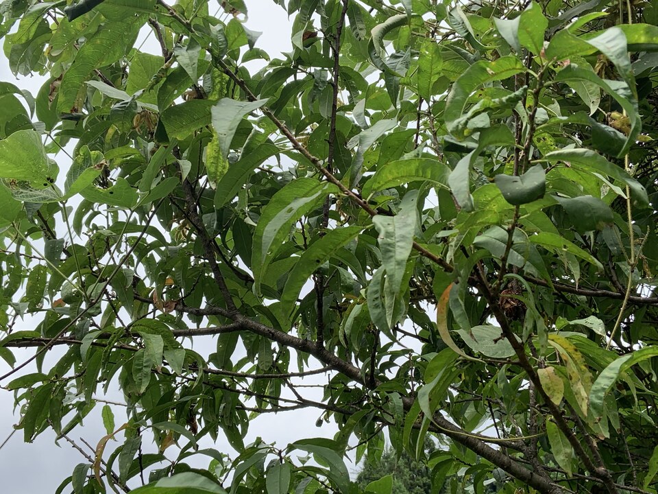 手しごとのお茶　桃の葉茶