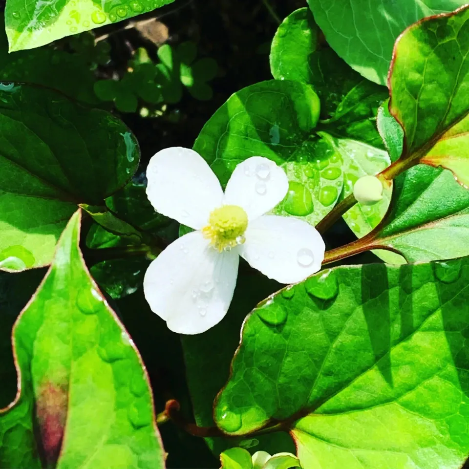 手しごとのお茶　どくだみ茶