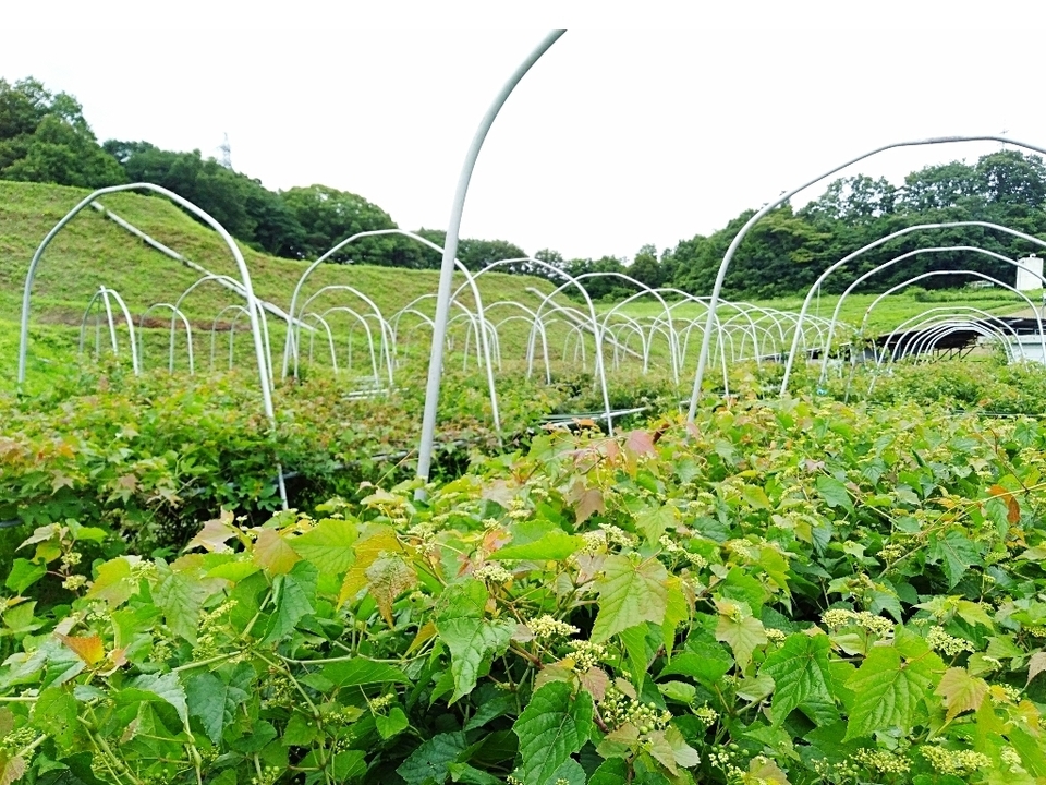 有機JAS認証取得済☆2025年瞬冷凍☆うまぶどう・野ぶどう果実