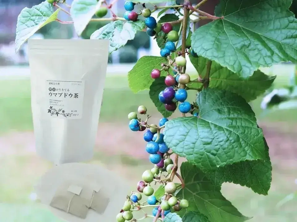 【お湯だし3分・煮出しもOK！】＜ウマブドウ茶・野ぶどう茶＞自然栽培★酵素が生きてる！｜独自の特殊加工を是非